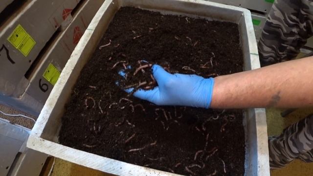 Червячок калиброванный! 100% попадание в свою систему! смотреть онлайн