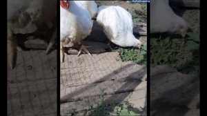 КУРИЦЫ НА УЛИЦЕ! Куры в деревне, белые, красивые куры