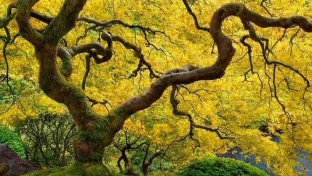 Щоденник Мавки смотреть онлайн