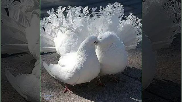 Голуби целуются на крыше (Сергей Одинцов и Азамат Исенгазин) смотреть онлайн