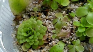 Спасение Жирянки. Реанимация хищного растения.