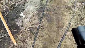 реакция собак на электрошокер "Police 1101"