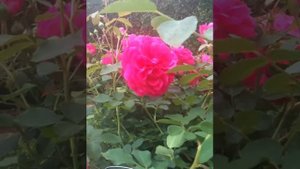 Rosa Sir John Betjeman