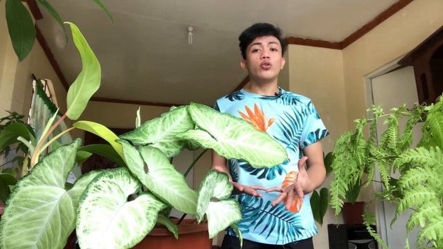 HOW I GROW MY WHITE BUTTERFLY SYNGONIUM | CARE TIPS AND INVESTMENT PAANO ALAGAAN ANG ARROWHEAD VINE