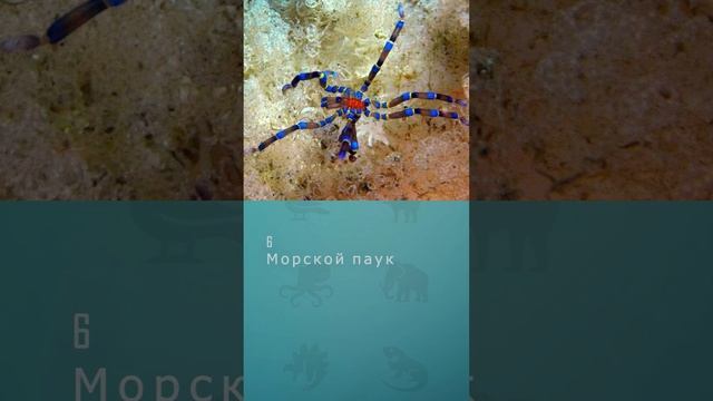 Топ 10 самых необычных морских обитателей #шортс #топ10 #наднеморском #ютубшортс #shorts #ytshorts