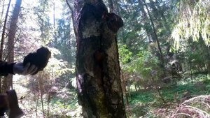 Сбор чаги на продажу.