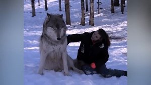 5 САМЫХ СТРАШНЫХ И БОЛЬШИХ ВОЛКОВ СНЯТЫХ НА КАМЕРУ. ОГРОМНЫЙ ВОЛК!