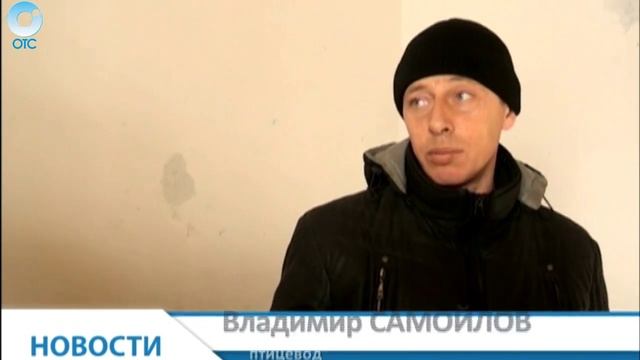 В Доволенском районе гусыни начали нести яйца раньше срока
