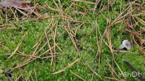 Сбор зеленушки и серушки. ПРИРОДА