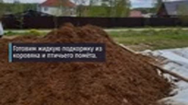 Готовим Жидкую Подкормку Из Коровяка И Птичьего Помёта