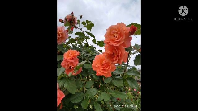 Цветение плетистой розы Вестерлэнд смотреть онлайн