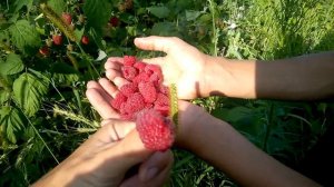 Малина ремонтантная. Обзор крупной и сладкой малины. (Часть 2)