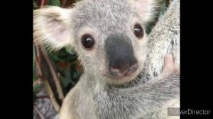 Лесли Риис. Про коалу Ушастика