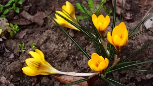 Первоцветы смотреть онлайн