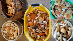 Белые грибы сами лезут в корзинку