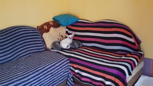 Ванесса ПРОДАЕТСЯ белая подрощенная девочка чихуахуа Кастропуло КрымСимферополь 89787458062доставка смотреть онлайн