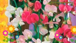 Чина широколистная широколистная Смесь окрасок. Краткий обзор lathyrus latifolius Smes' okrasok