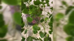 обрезка акалифы и обзор