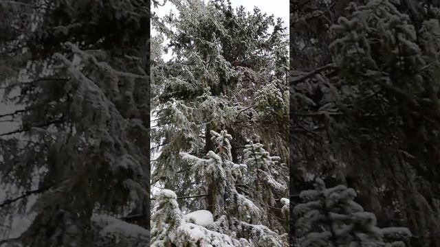 маленькая страна# там во дворце живёт жарптица# людям дарит свет смотреть онлайн