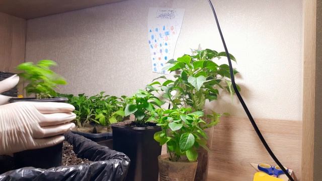 ЧЕРЕНКАМ ПЕТУНИИ ДАЮ НОВЫЙ ОБЪЁМ. МОИ ПЕРЕСАДКИ. смотреть онлайн