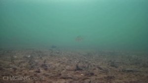 Chasing Dory. Водохранилище "Криница", Минский район, Республика Беларусь.