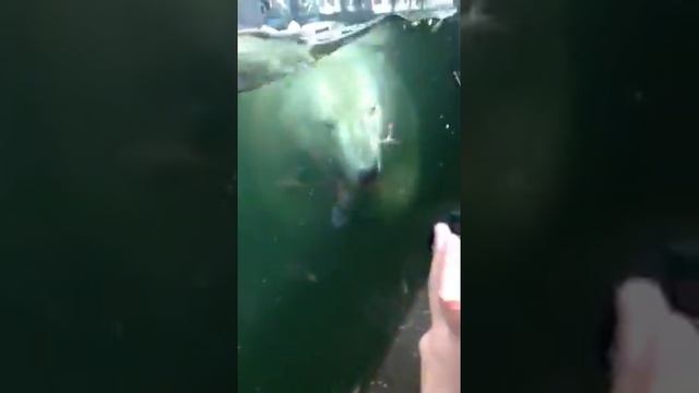 В зоопарке в Праге( ржач полный) смотреть онлайн