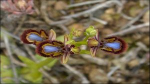 +de 60 lindas fotos de orquídeas douradas + of 60 beautiful photos of golden orchids