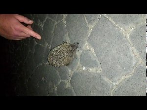 Ёжик в Бабах-Тараме