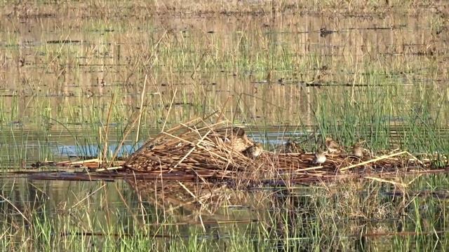 Хозяин  вернулся. Ноябрь  2018. смотреть онлайн