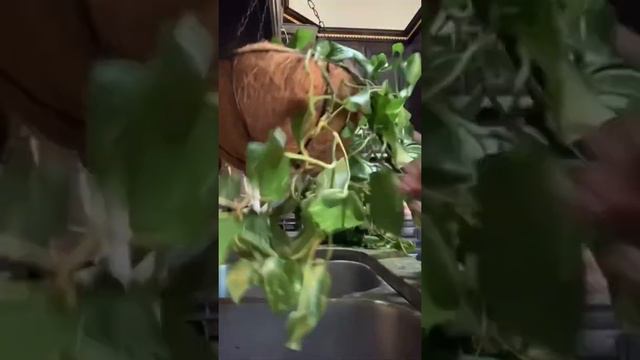 Long Plant Watering 101💦🌿