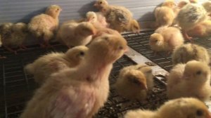 Перепела Техасский и Феникс 6 суток , живем на сетчатом полу