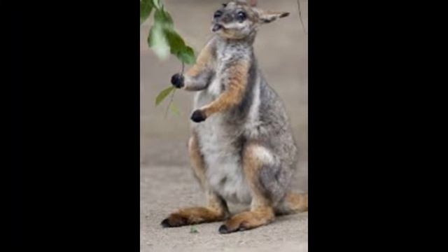 Mundo Animal, Wallaby. смотреть онлайн