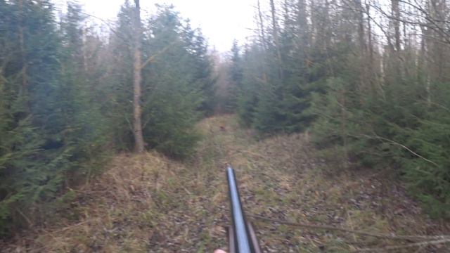 Охота на зайца и лису 2 11 2019 года с гончими. Отличный результат !!! смотреть онлайн