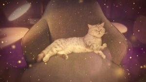 Реклама Whiskas 2022 — Муурррлион мурчаний с Вискас, золотая пачка
