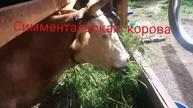Симментальская порода.Корова симменталь.