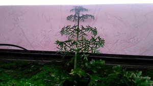 21 ноября 2020 г. Крыловидный живородящий папоротник