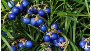 Офиопогон – пышные кустики для сада и дома