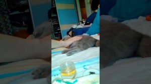 первые признаки начала родов у кошки