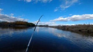 Верхогляд на каждом забросе.( Нашёл целый котёл верхогляда. )