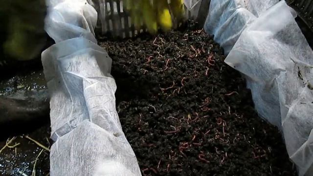Червь "Старатель". 1000000 "Старателей" за зиму в подвале 10.