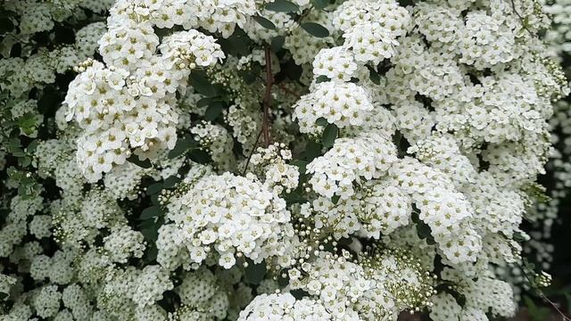 В Краснодаре цветёт Спирея. Краснодар весной