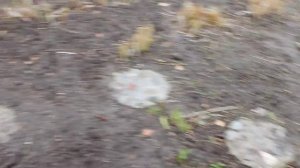 ЦВЕТНИК ИЗ МНОГОЛЕТНИКОВ--ОКТЯБРЬ--время новых посадок!!!