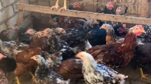 Ливенская ситцевая молодняк 2023 года