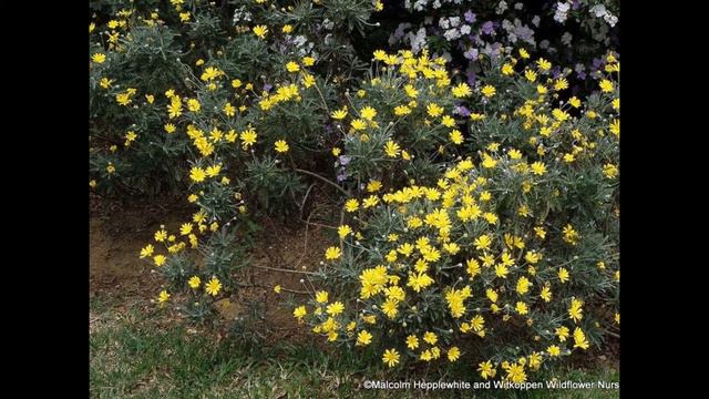 ЭУРИОПС (EURYOPS) сем. Сложноцветные