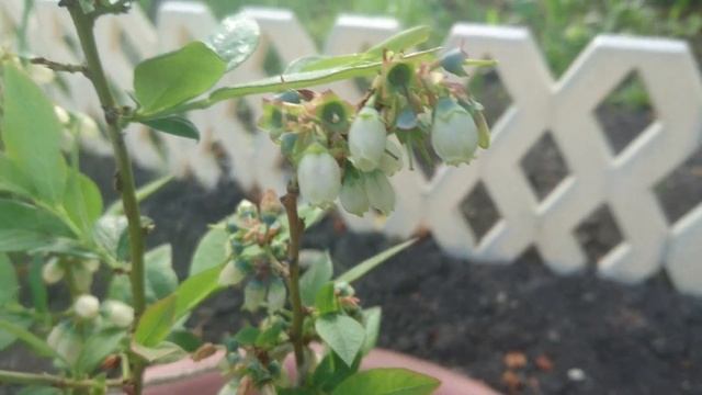 Завязалась ли ягода голубики смотреть онлайн