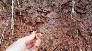 Глиняные камни из "Красной-приозёрной" глины и нахождение глины под слоем от Ахмадеевой Индиры