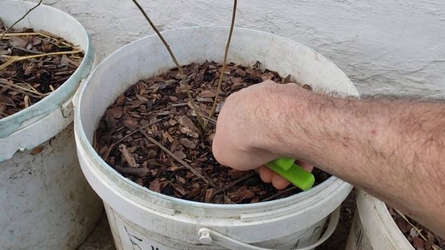 Обрезка молодых саженцев голубики. смотреть онлайн