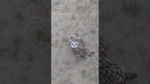 Сова шипит как кот