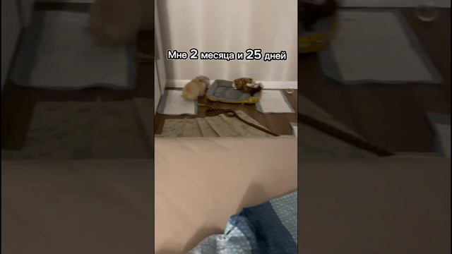 Как растет наш шпиц- Лео🐕 смотреть онлайн