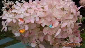 Гортензия метельчатая Мега Перл ? обзор: как сажать, саженцы гортензии Мега Перл